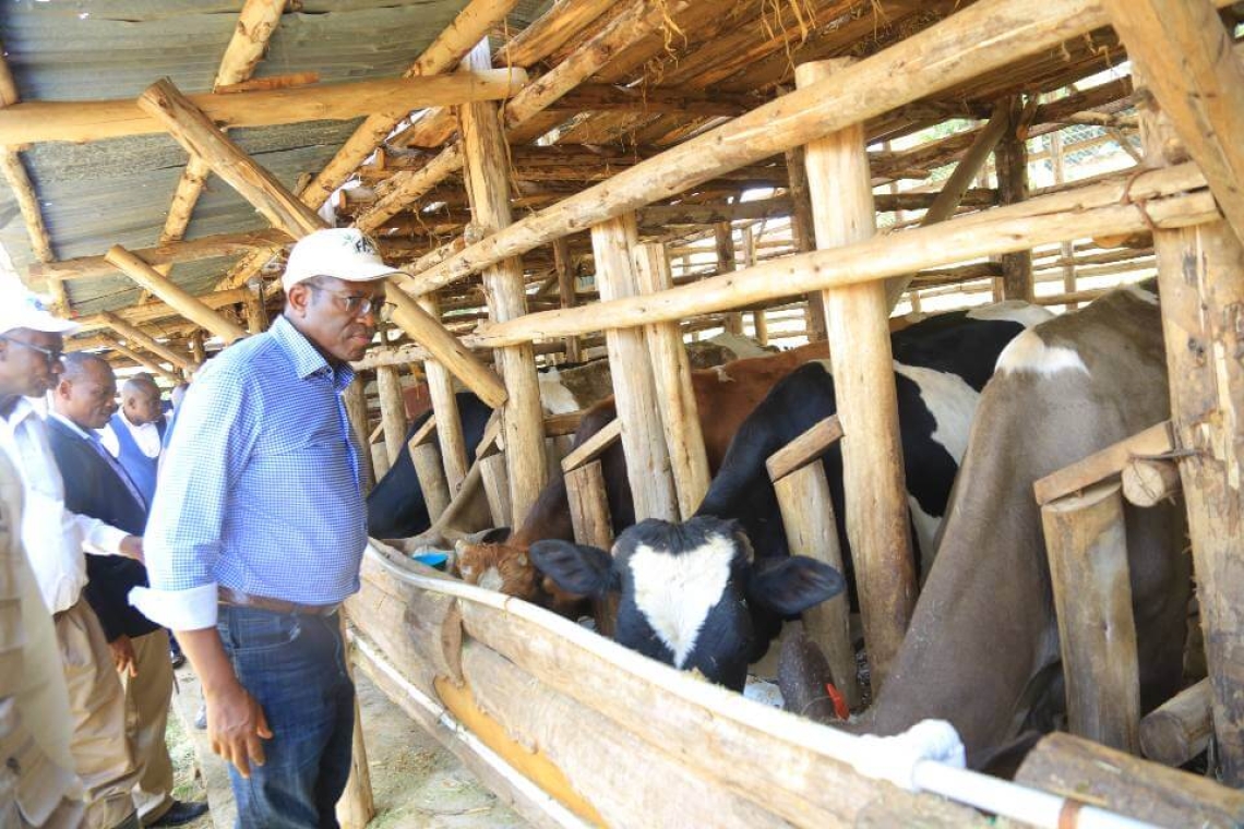 Katikkiro Mayiga tours the livestock farm of Mr. Anthony Mateega